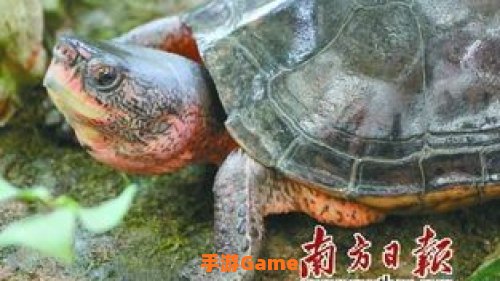 树苗龟