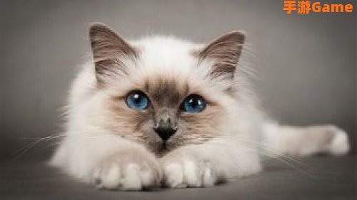 猫咪球