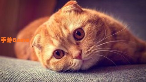 猫咪球
