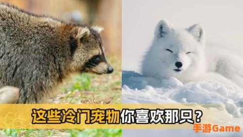 稀有宠物